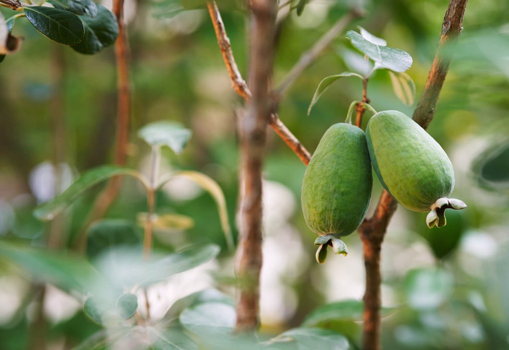 Feijoa Bakımı: Adım Adım Rehber