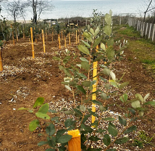 kaymak-agaci-yetistirme