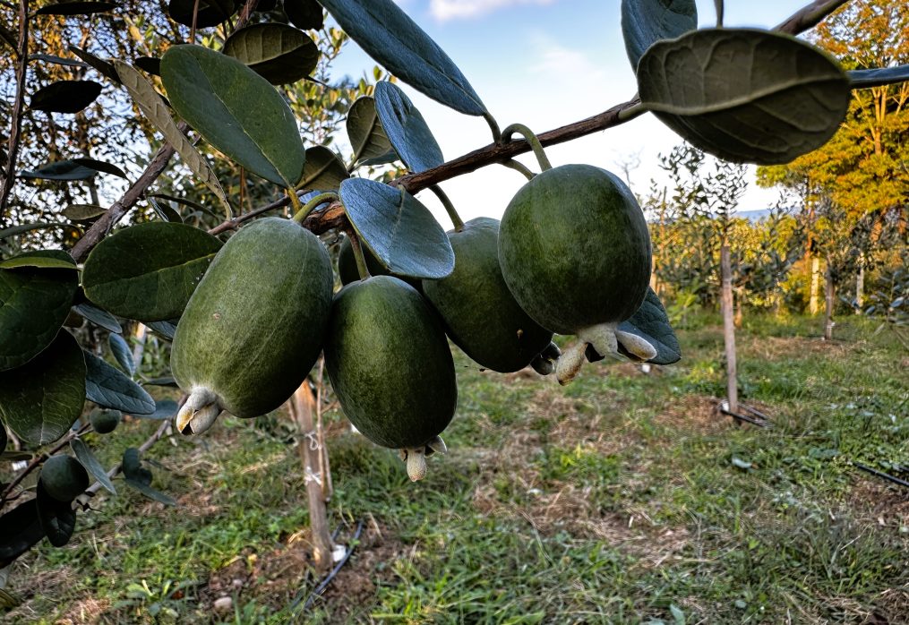 Ve hasat yaklaşıyor
